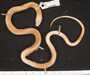 Liophis perfuscus