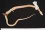 Liophis perfuscus