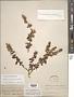 Lippia origanoides Kunth