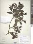 Lippia sp.