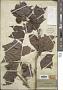 Liquidambar formosana Hance
