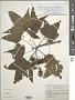 Liquidambar sp.