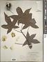 Liquidambar styraciflua L.