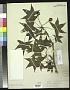Liquidambar styraciflua L.