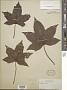 Liquidambar styraciflua L.