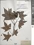 Liquidambar styraciflua L.