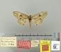 Lirimiris mephitis