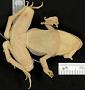 Lithobates omiltemanus