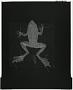 Lithobates palmipes