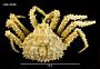 Lithodes santolla
