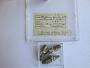Lithophaga plumula