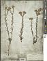 Lithospermum cobrense Greene
