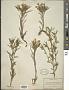 Lithospermum incisum Lehm.