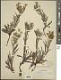 Lithospermum incisum Lehm.