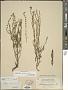 Lithospermum strictum Lehm.