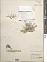 Lithothrix aspergillum