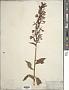 Lobelia cardinalis L.