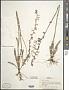 Lobelia paludosa Nutt.