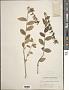 Lobelia puberula Michx.