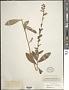 Lobelia puberula Michx.