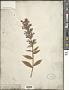 Lobelia siphilitica L.