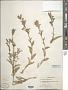 Lobelia siphilitica L.