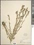 Lobelia sp.
