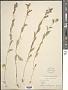 Lobelia sp.