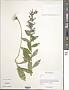Lobelia sp.