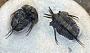 Lobopyge sp.