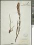 Lobostemon splendens H. Buek