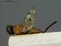 Lochites auriceps