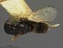 Lochites punctata