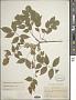 Lonchocarpus mutans M. Sousa