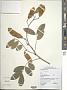 Lonchocarpus sp.