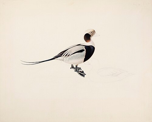 Long-tailed Duck