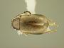 Longitarsus rhabdotus