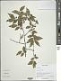 Lonicera acuminata Wall.