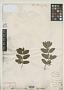 Lonicera morrowii A. Gray