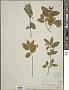 Lonicera oblongifolia Hook.