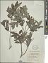 Lonicera oblongifolia Hook.