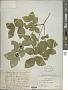 Lonicera praeflorens Batalin