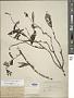 Lonicera sempervirens L.