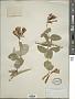 Lonicera sempervirens L.