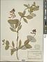 Lonicera sempervirens L.