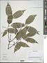 Lonicera sp.