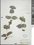 Lonicera sp.
