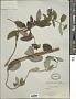 Lonicera sp.