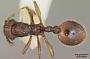 Lordomyrma leae