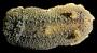 Lottia pelta